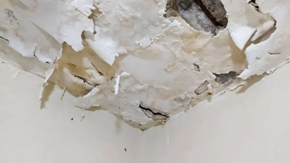 Peeling paint and drywall on a water-damaged ceiling corner