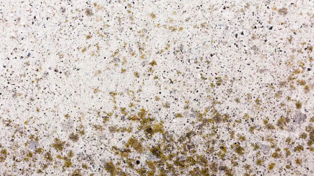 Close view of dark spotted mold growth on a surface