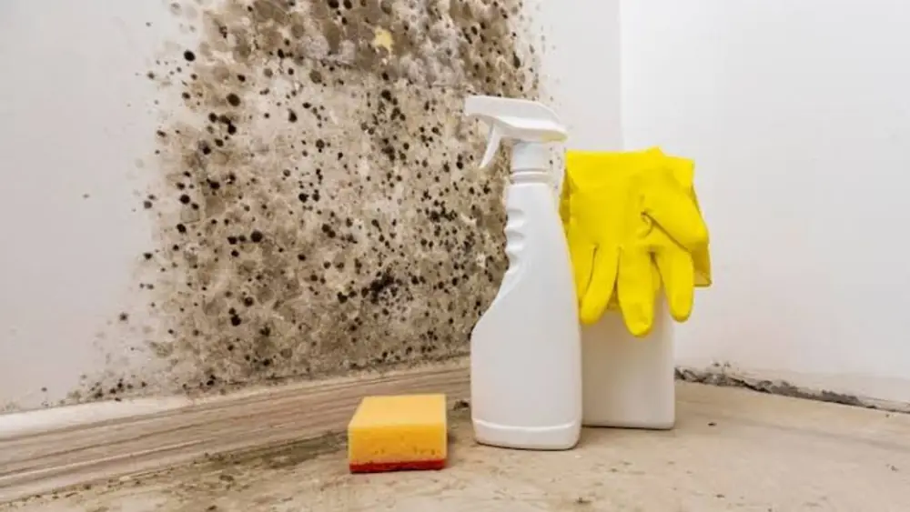 Black mold in a wall corner beside cleaning supplies
