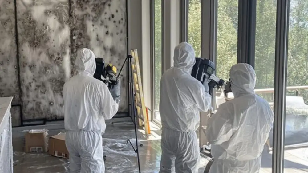 Inspectors assessing a room with mold on the walls