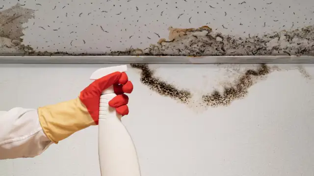 Black Mold on a Bathroom Ceiling in Northborough, MA